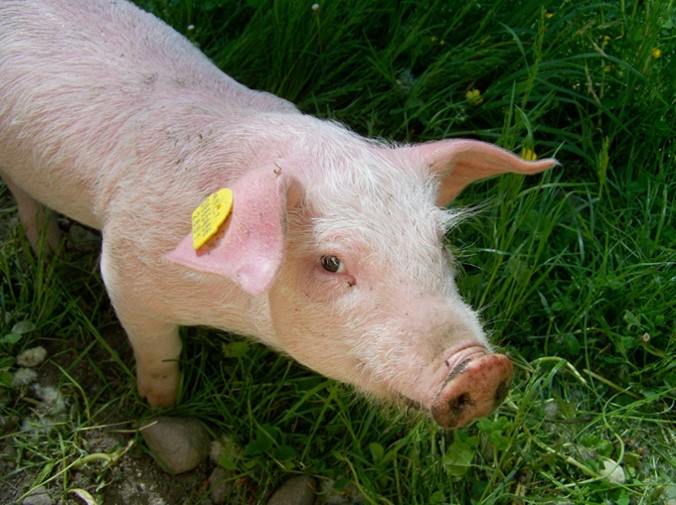 PigTRACE Tag prices increasing, half duplex tags available The Pig Site